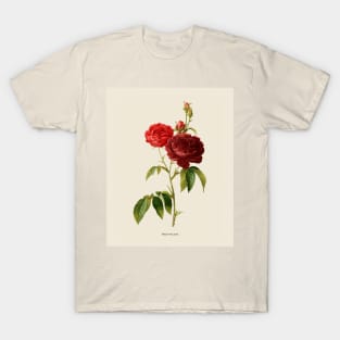 Purple Rose Antique Botanical Illustration T-Shirt